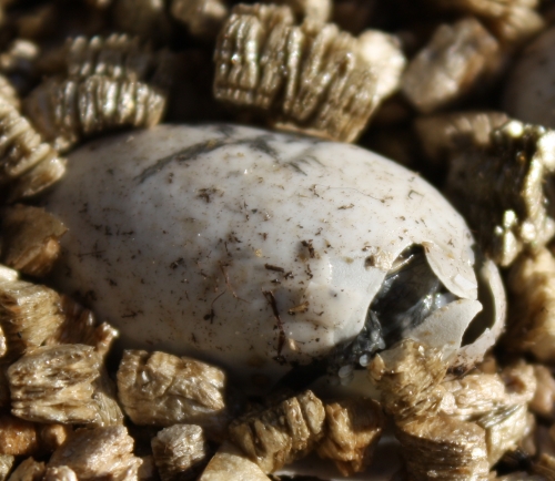 Schlupf der Moschusschildkrte - Sternotherus odoratus