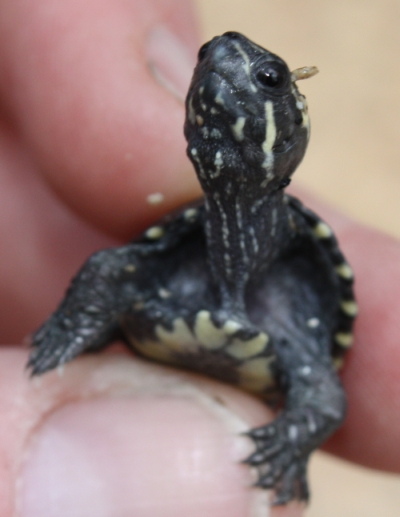 Kurz nach dem Schlupf - Moschusschildkrte - Sternotherus odoratus